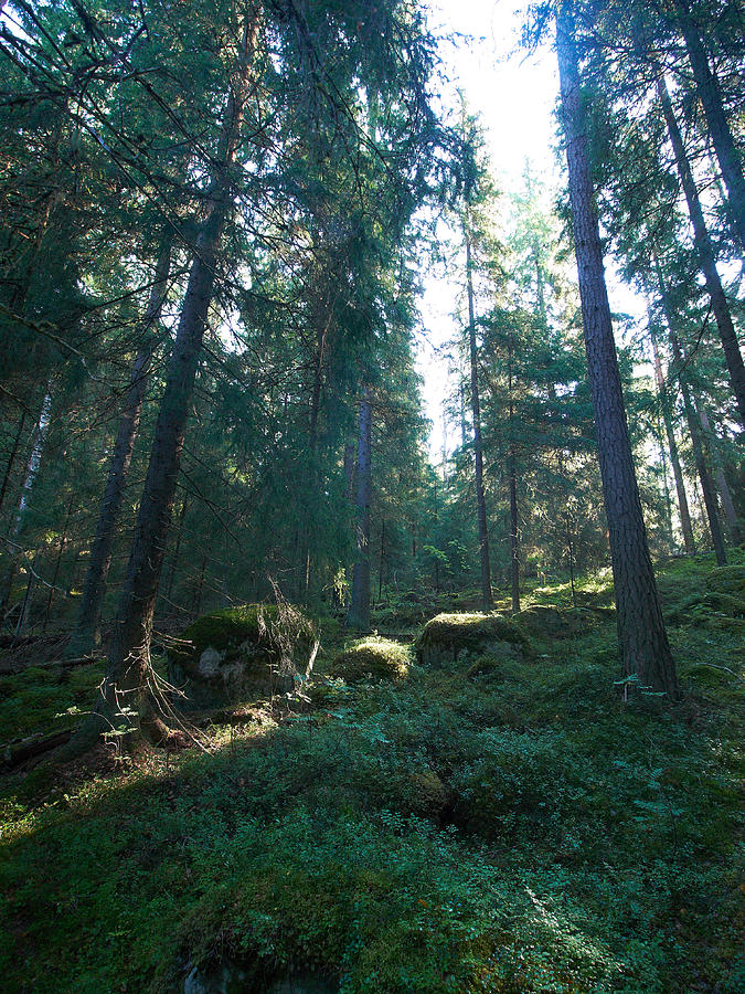 Nature Photograph - Old forests at EVO by Jouko Lehto