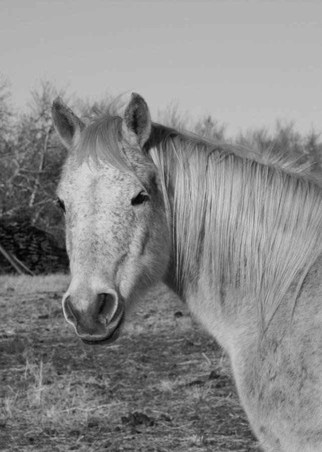 Horse Photograph - Old Gray by Ellery Russell