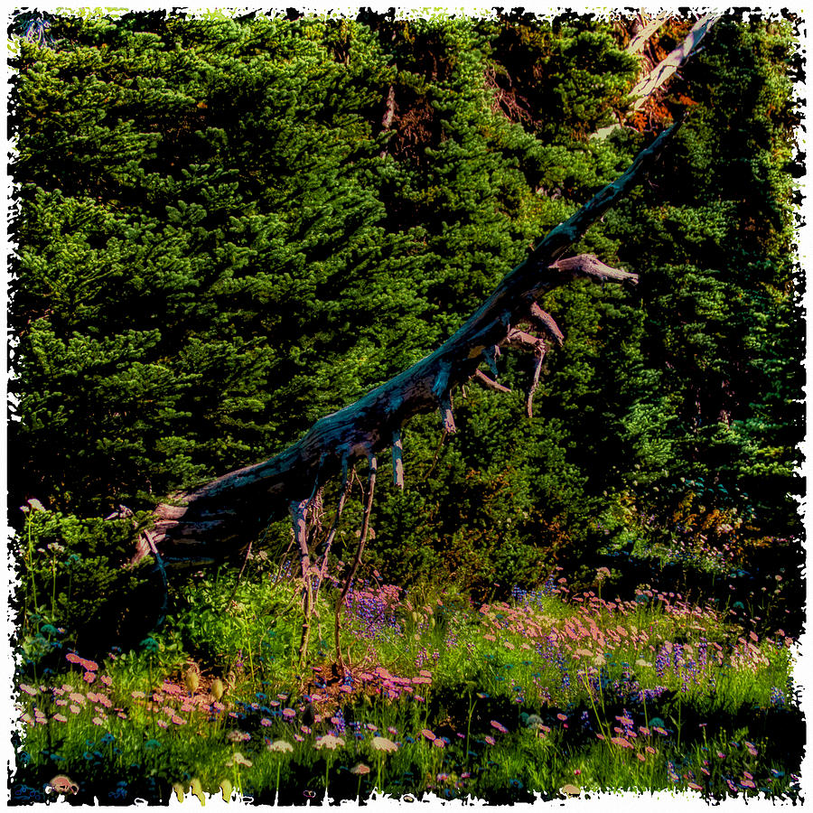 Tree Photograph - Old Growth Fallen by David Patterson