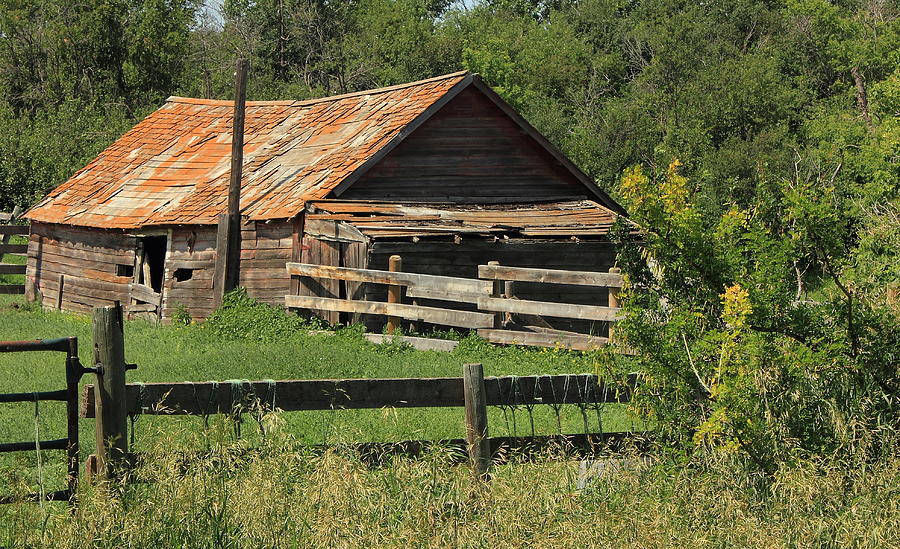 Old hog shed Photograph by Jim Sauchyn