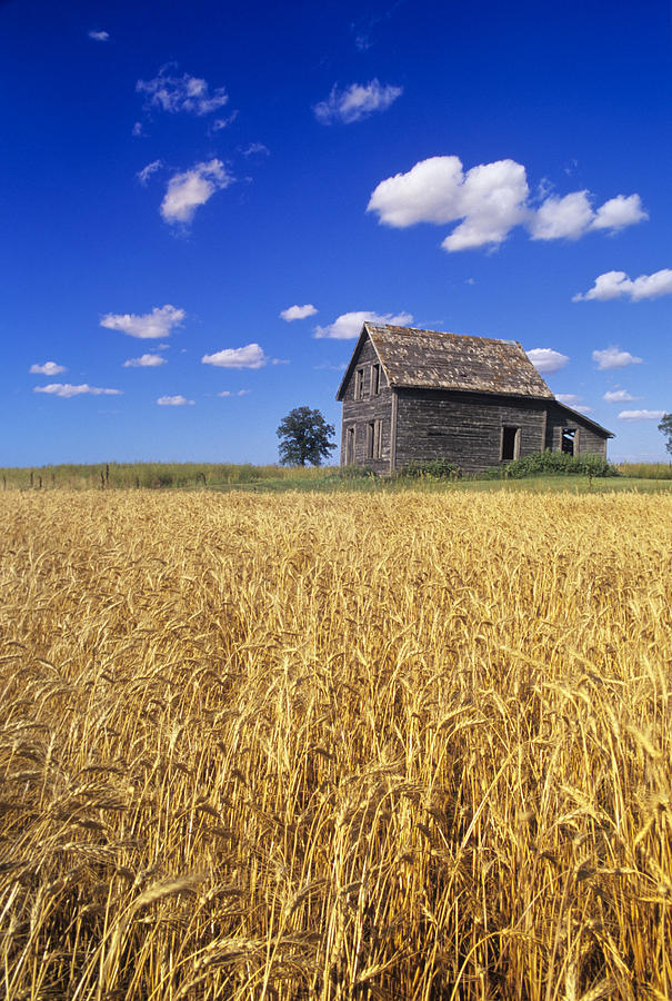 Old House And Mature Winter Wheat Photograph by Dave Reede