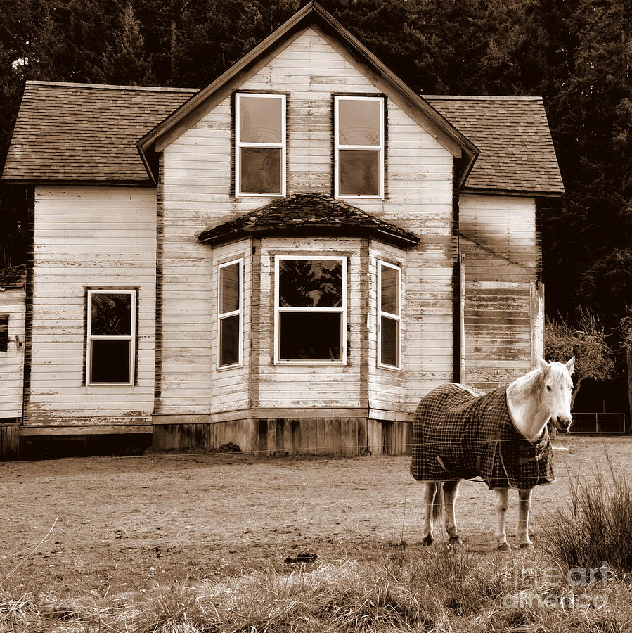 Old House and Old Horse Photograph by Tatyana Searcy