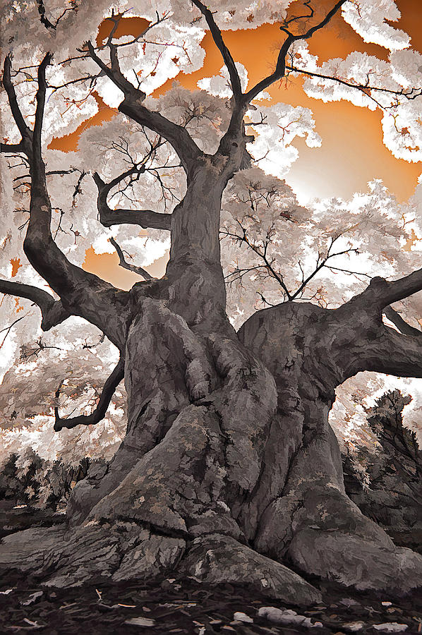 Old Japanese Maple Photograph by Steve Zimic