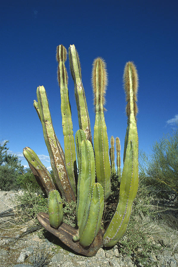 Old Man Cactus Lophocereus Schottii Photograph by Tui De Roy