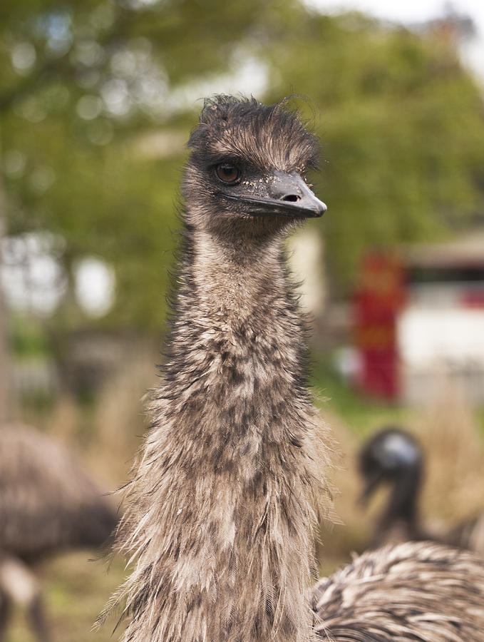 Old Man Emu Photograph by Odille Esmonde-Morgan