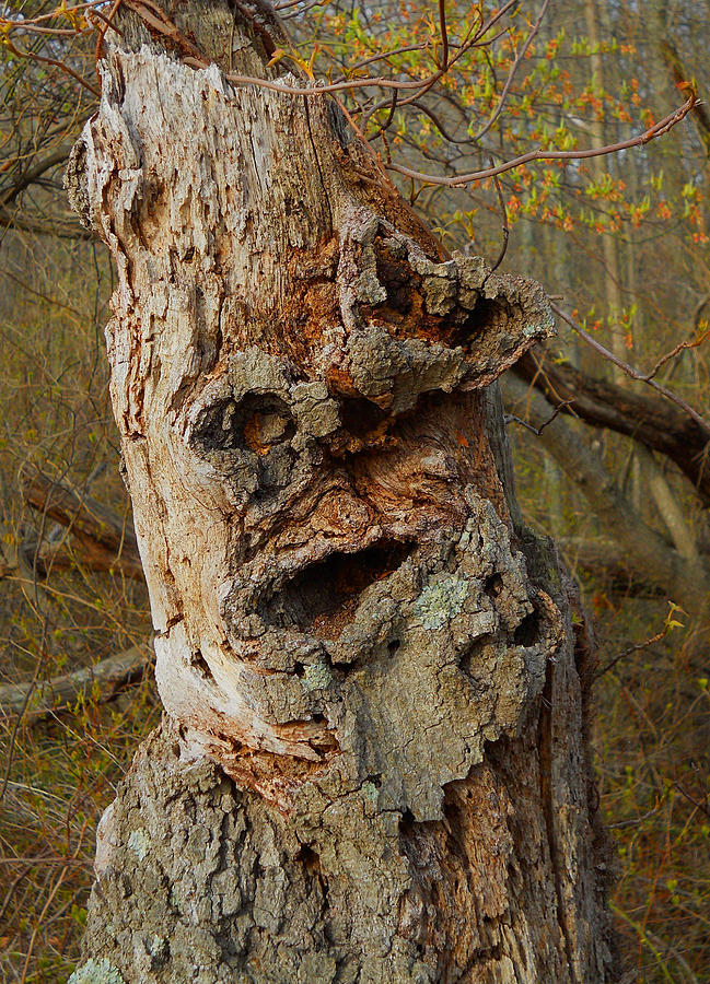 Old Man In The Tree William Kaluta Photography Photograph by William Kaluta