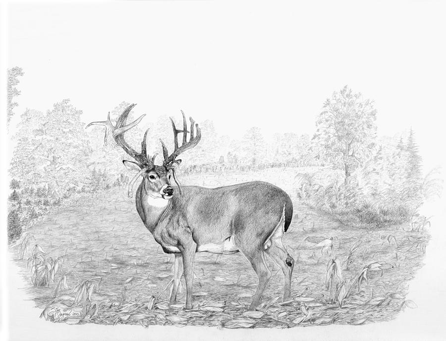 Deer Drawing - Old Mossy Horns by Steve Maynard