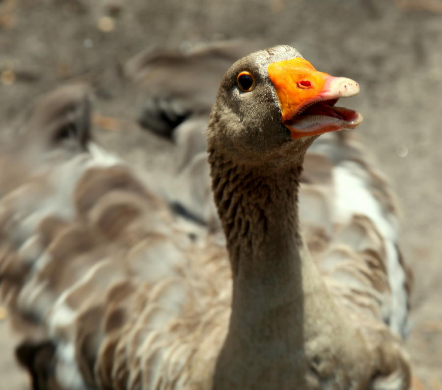 Old Mother Goose Photograph by Karen Wiles