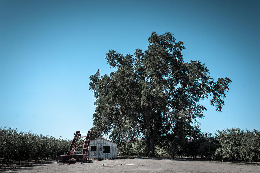 Abandoned Photograph - Old Oak and Shed by Chris Fullmer Abandoned Photograph - Old Oak and Shed by Chris Fullmer