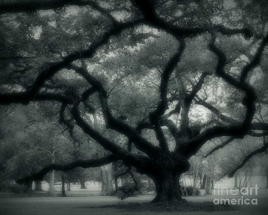 Old Oak Photograph by Perry Webster