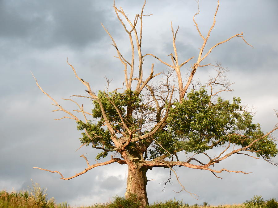 Old Oak Tree Photograph by Azthet Photography