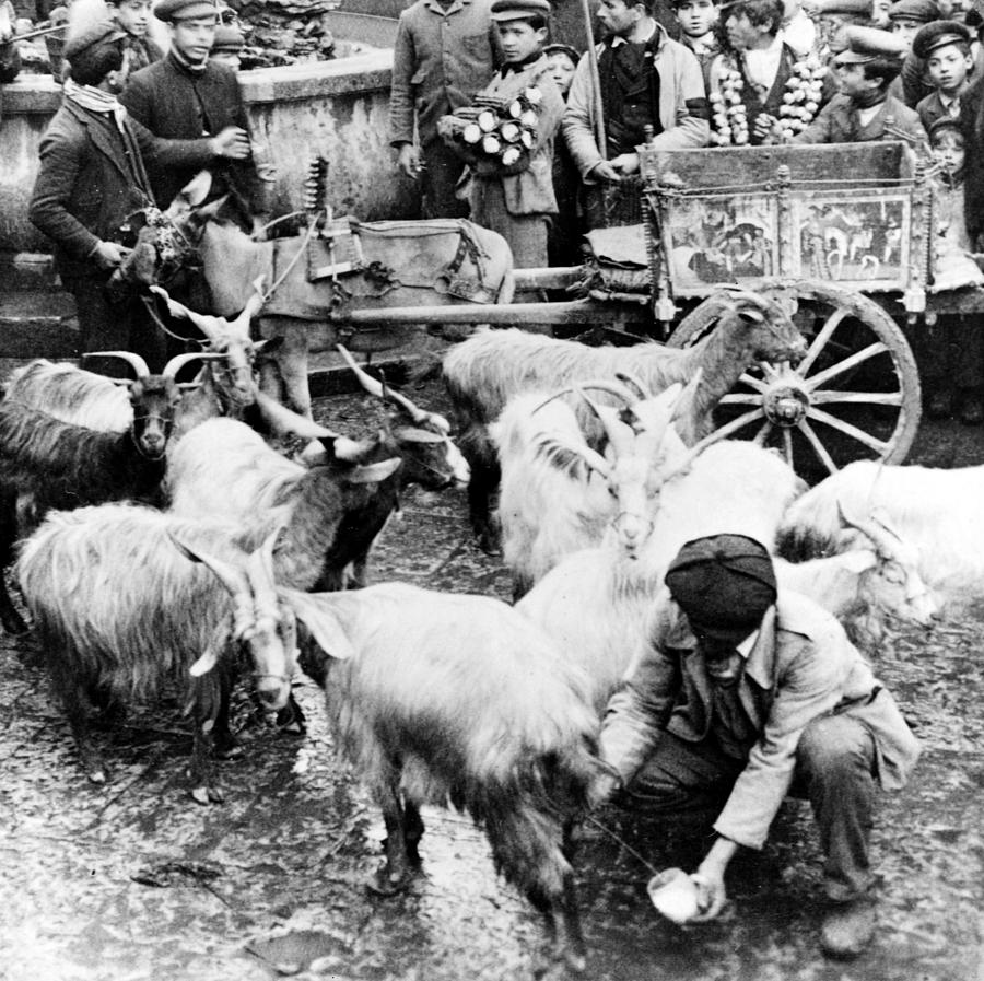 Old Palermo Sicily - Goats being milked at a market Photograph by International  Images