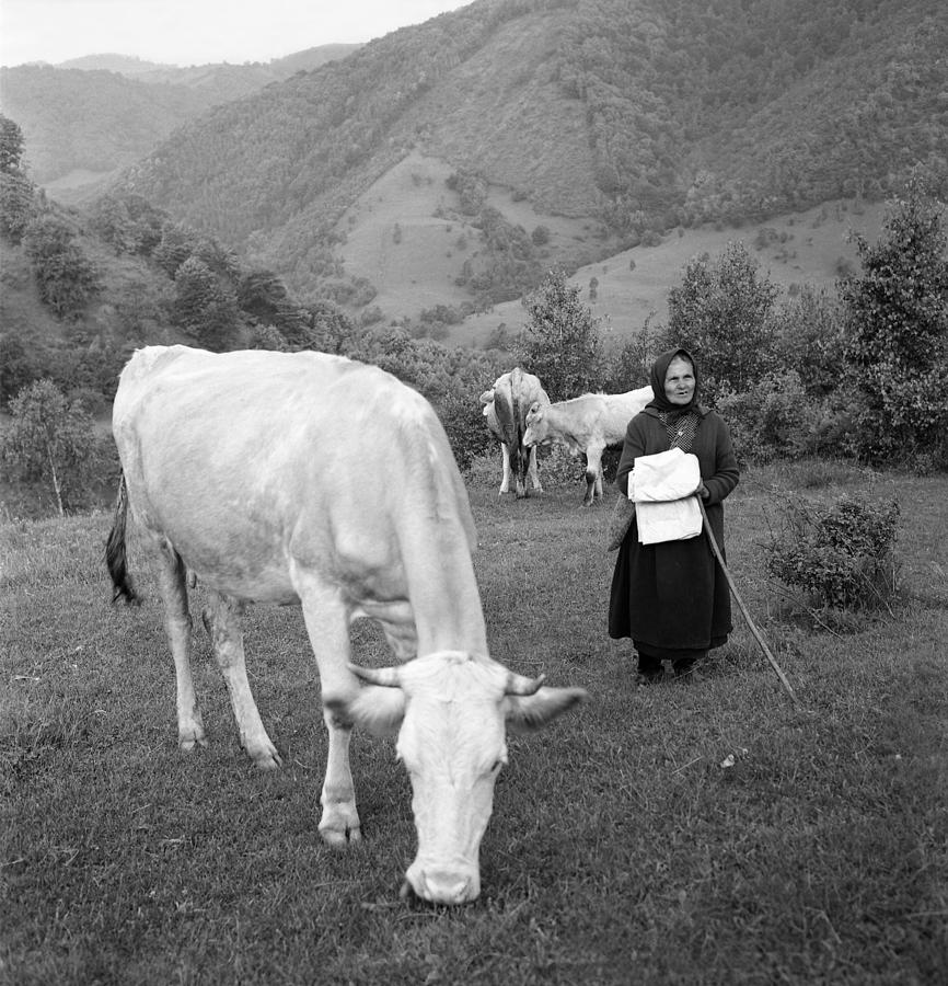 Old peasant tending cows Photograph by Emanuel Tanjala