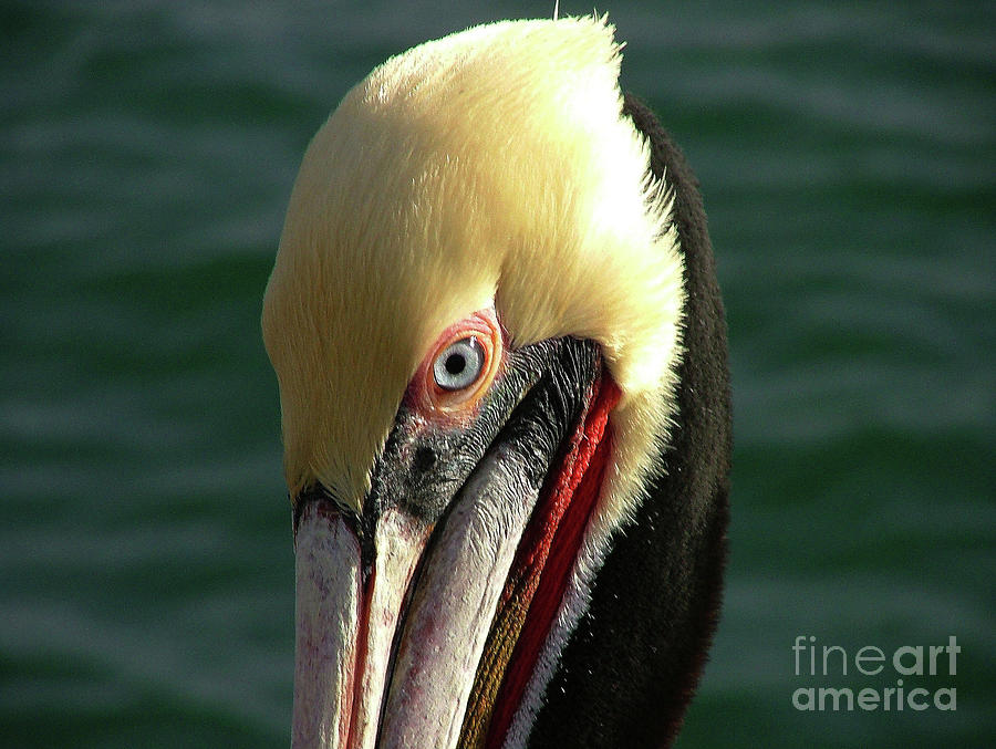 Old Pelican Photograph by Karey and David Photography - Fine Art America