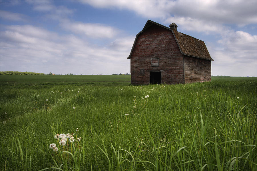 Old Red Barn And A Field Of Dandelions Photograph by Dan Jurak