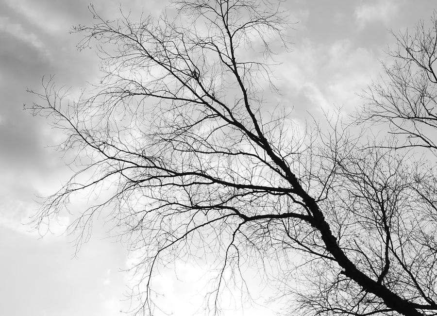Old River Birch in BW Photograph by Connie Fox