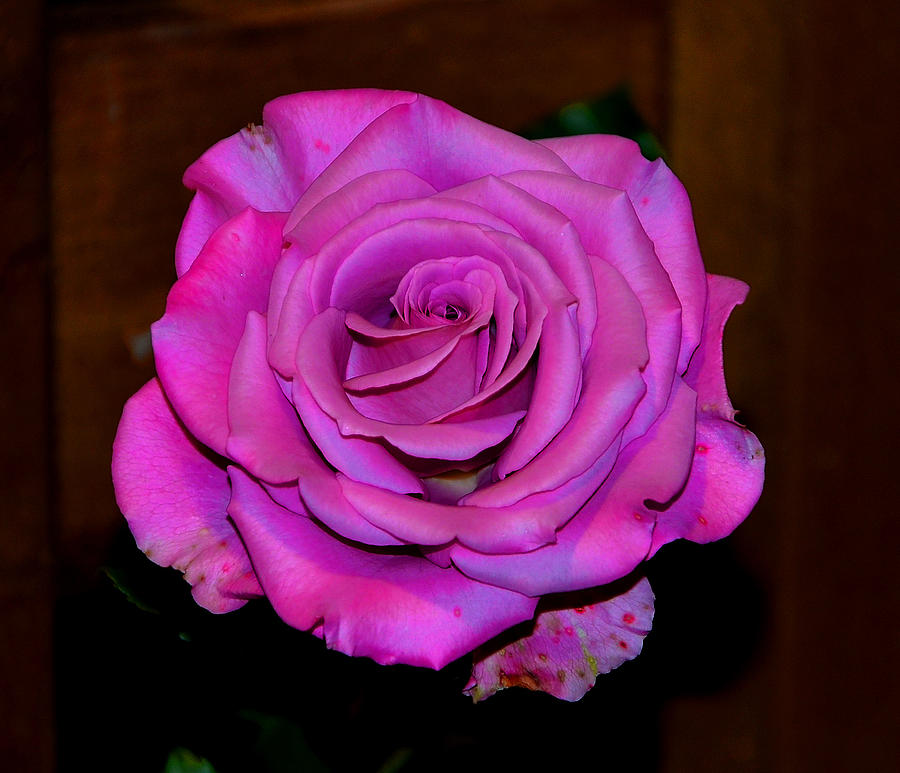 Rose Digital Art - Old Rose by Enrique Rueda