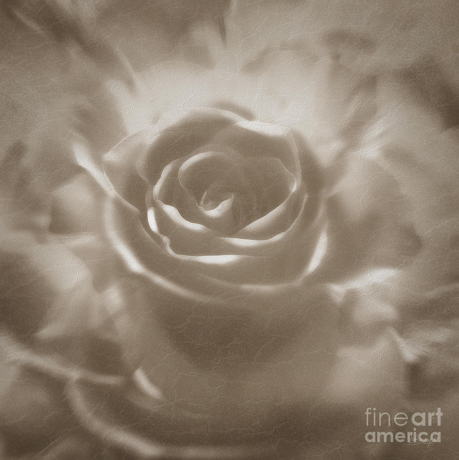 Old rose Digital Art by Johnny Hildingsson