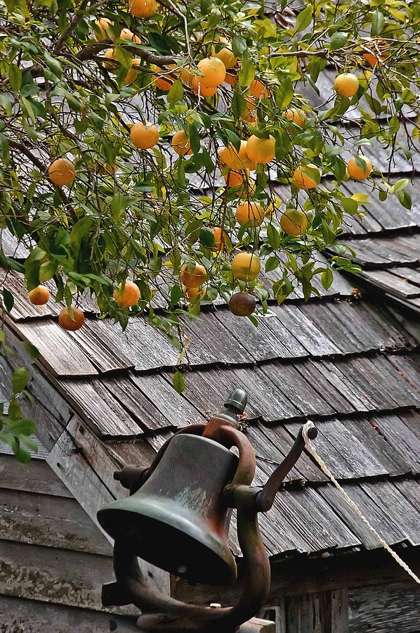 Old School Bell Neath the Orange Tree Photograph by DigiArt Diaries by Vicky B Fuller