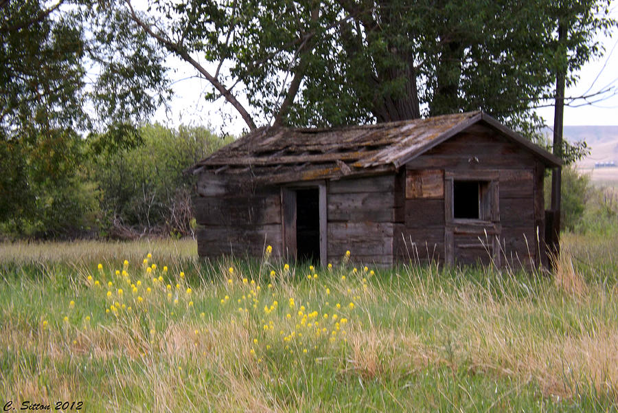 Old Shed Photograph by C Sitton