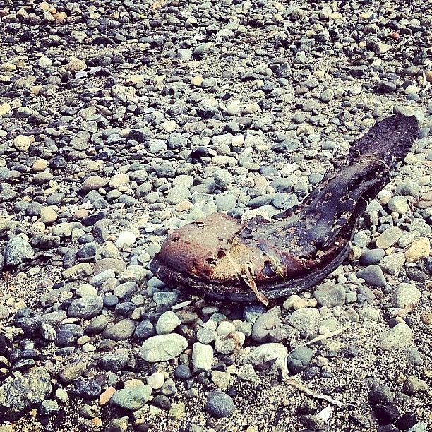 Beach Photograph - Old Shoe Found Ashore by Madeline Perez