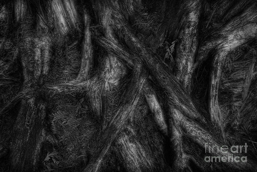 Black And White Photograph - Old Silvery Roots by David Gordon