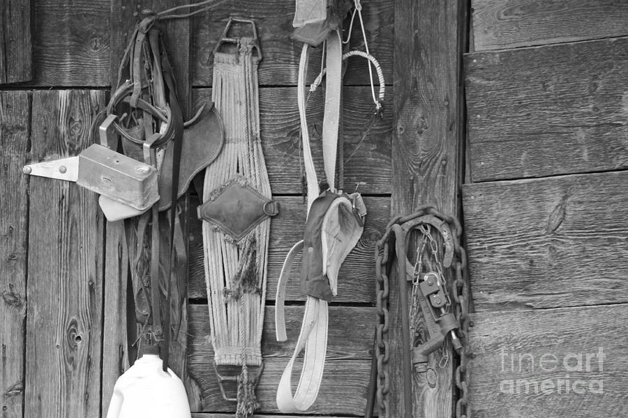 Old Tack Photograph by Pamela Walrath