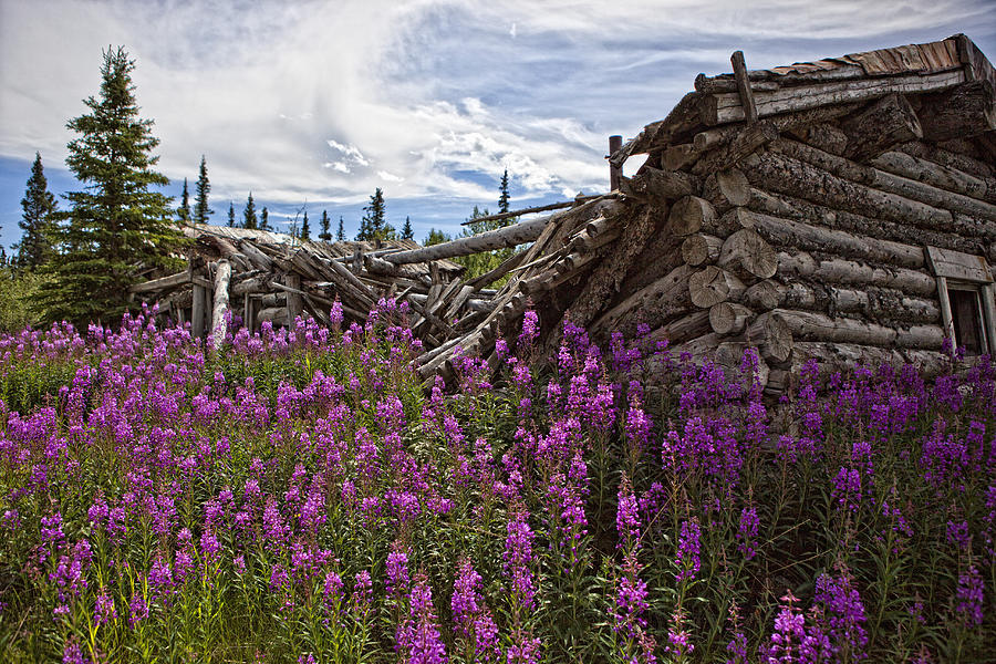 Old Trappers Cabin Surrounded Photograph by Robert Postma - Fine Art ...