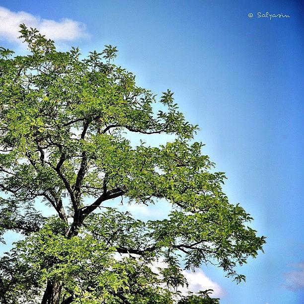 Summer Photograph - Old #tree Behind The Church ~ by Sylvia Kepler-Albert