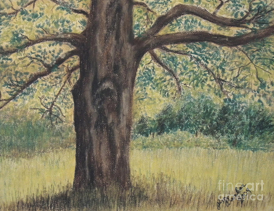 Old Tree Painting by Jim Barber Hove - Fine Art America