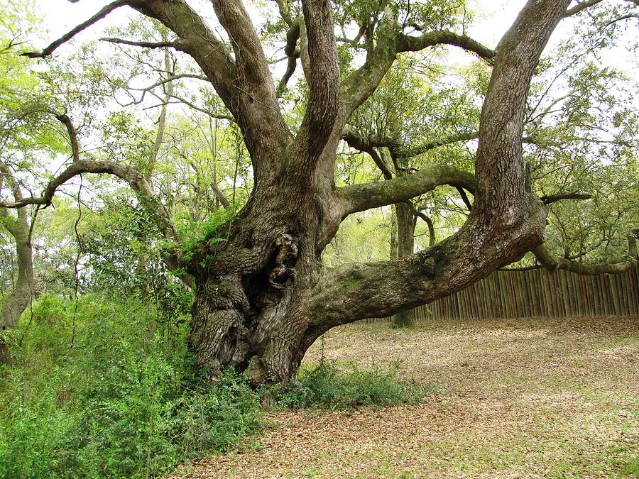 Old Tree Photograph by Kent Brown - Fine Art America