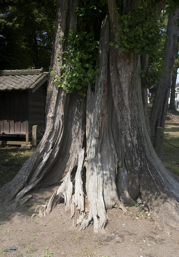 Old Tree Photograph by Masami Iida