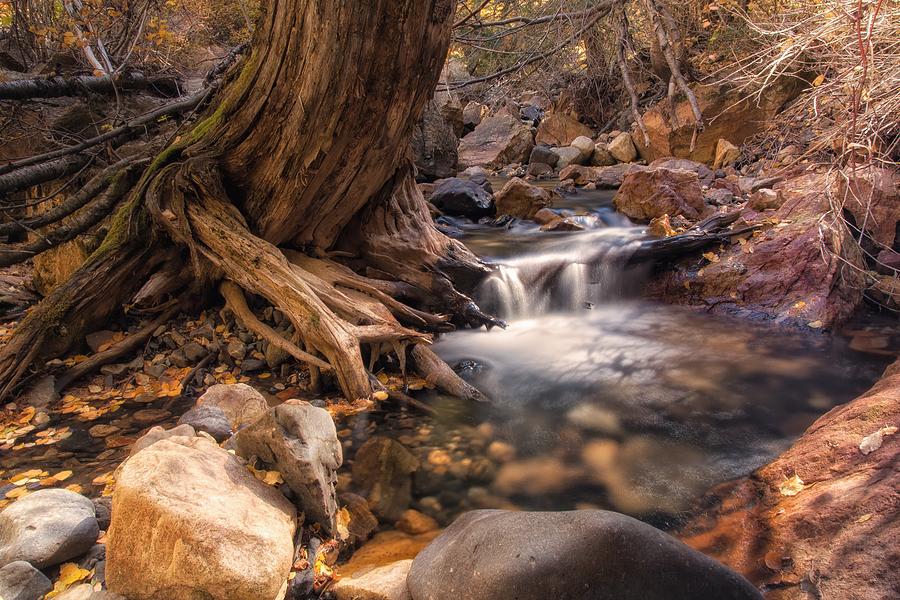 Old Tree Next to the Water Photograph by Mitch Johanson - Fine Art America