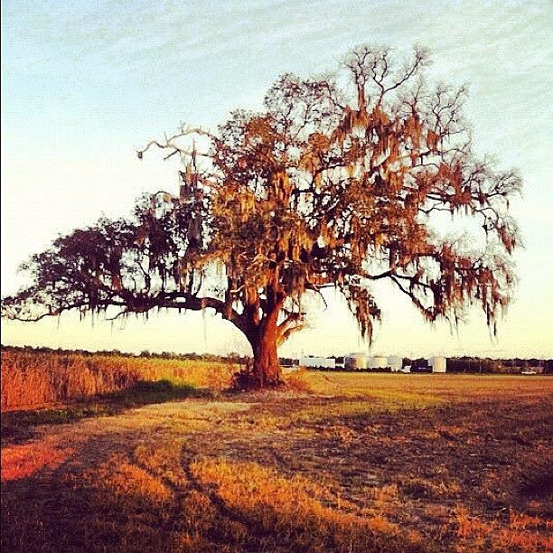 Old Tree Photograph by Sonjia  Kiffe