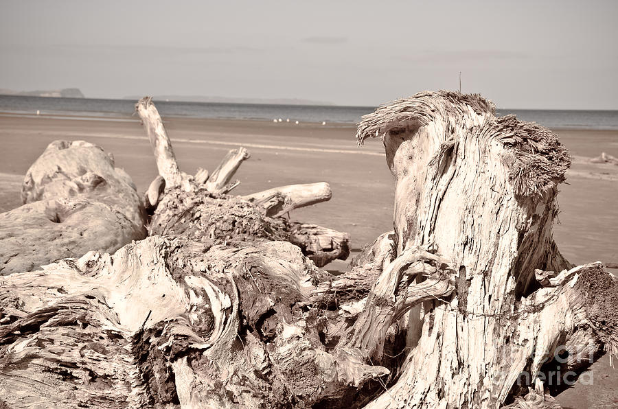Old tree trunk on the sand beach Photograph by Yurix Sardinelly