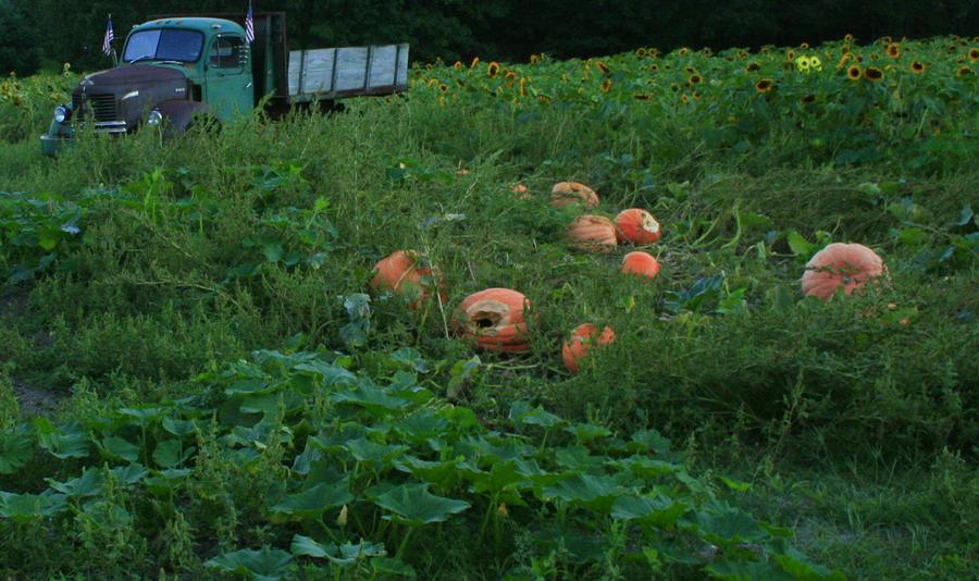 Old Truck And Pumpkins Photograph by Christopher J Kirby