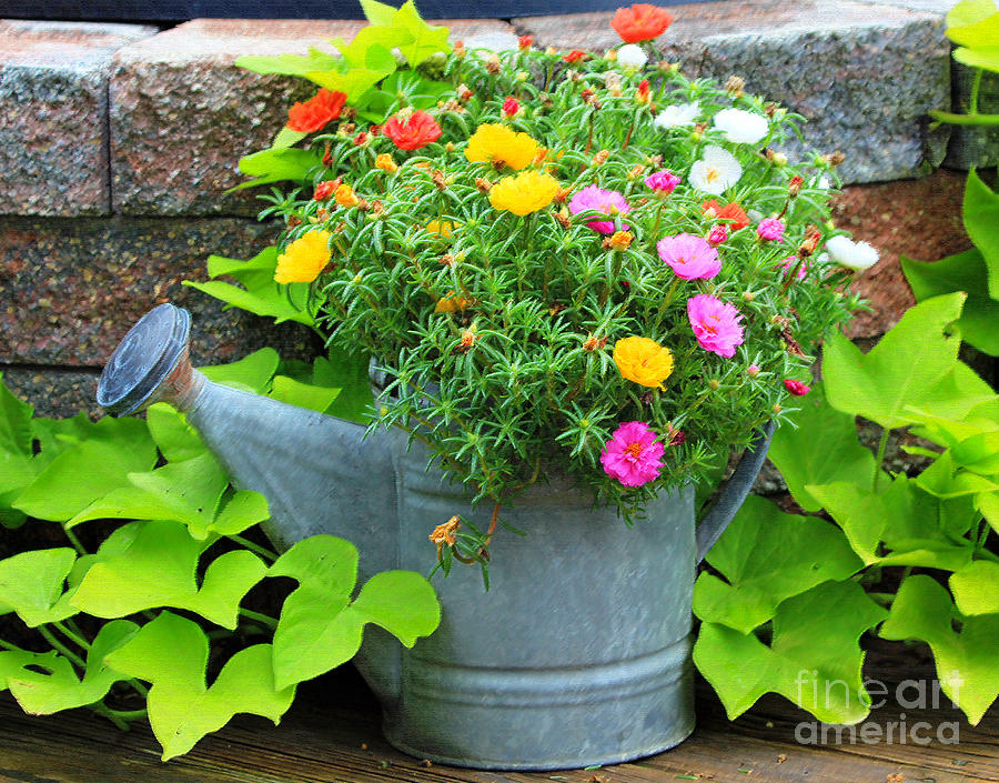 Flower Photograph - Old Watering Can by Jack Schultz