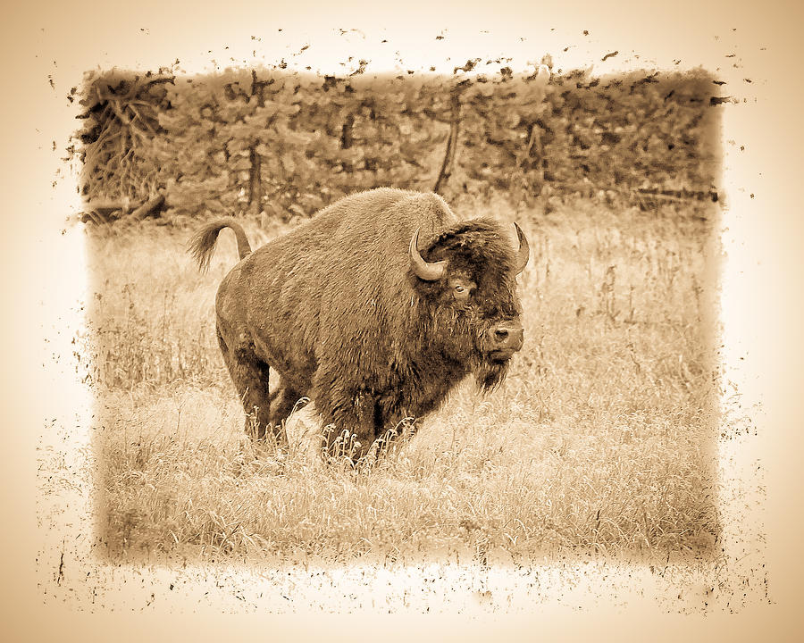 Old West Series Buffalo Photograph by Steve McKinzie