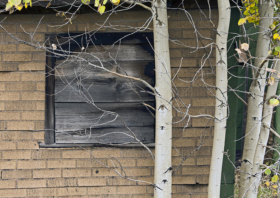 Old Window And Aspen Photograph by James Steele