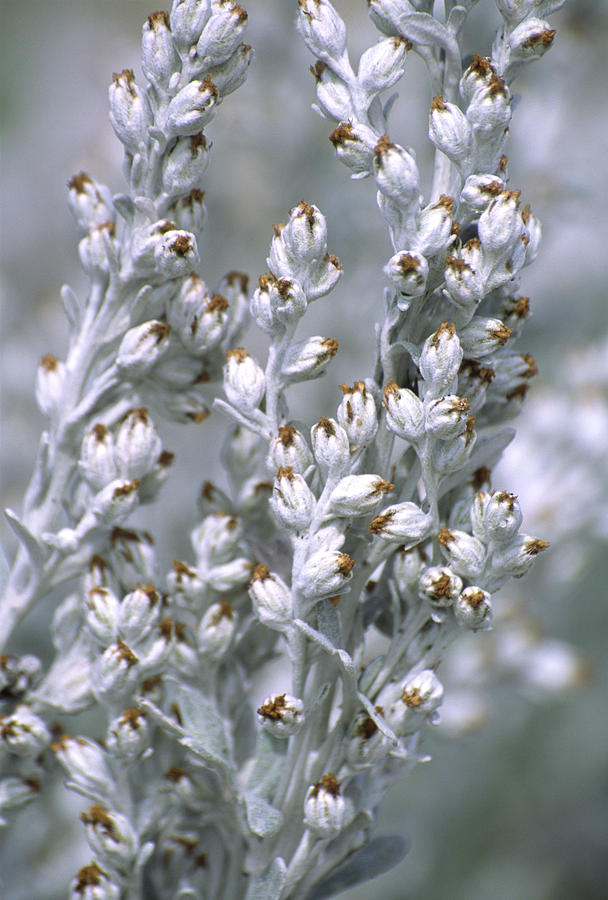 Old Woman Artemisia Stelleriana Photograph By Dr Nick Kurzenko