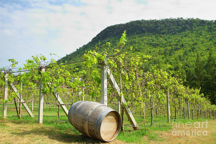 Nature Photograph - Old wood barrel  in the vineyard  by Phalakon Jaisangat