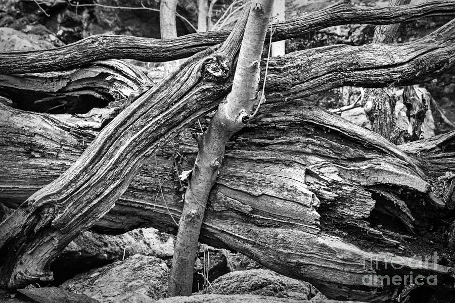 Old Wood Photograph by Lutz Baar