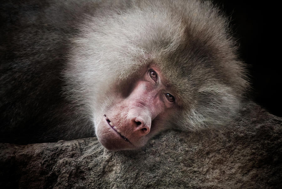 Nature Photograph - Old World Baboon by Animus Photography