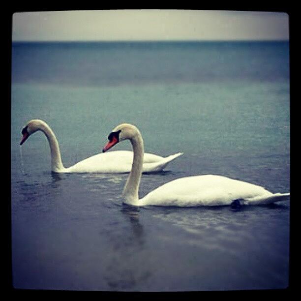 Nature Photograph - Oldie But Goodie #canada #home #swan by Natalia D