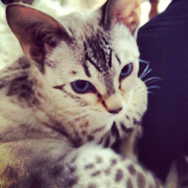 Bengal Photograph - Ole Blue Eyes #bengal 
5.5 Months Old by Sand I Am