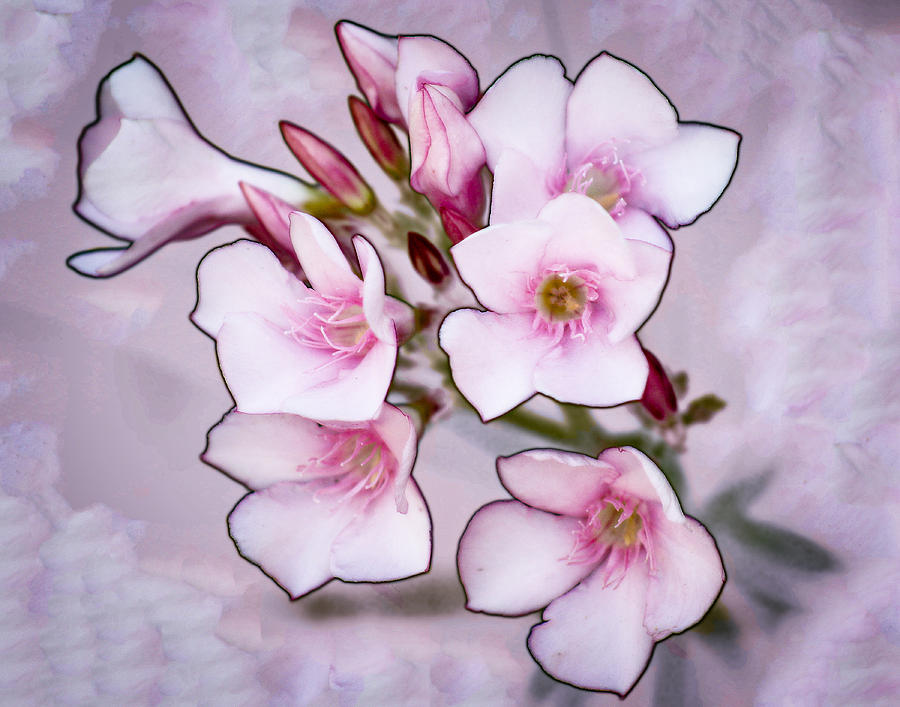 Oleander Blossoms Photograph by Jim Painter