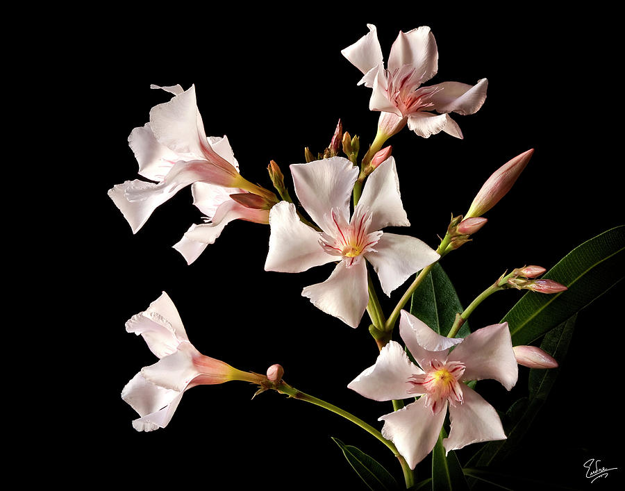 Oleander Photograph by Endre Balogh