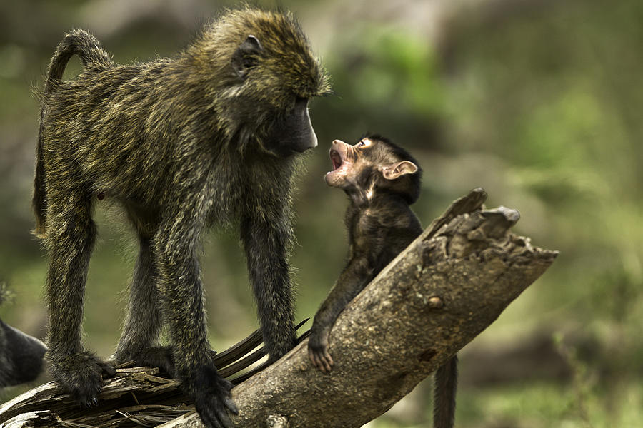 Olive Baboon Baby With Mother Photograph by Manoj Shah