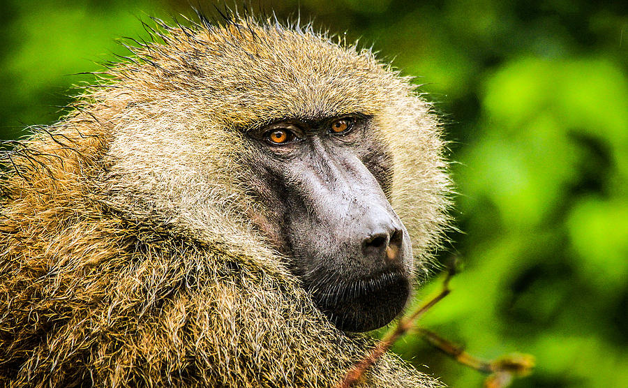 Olive Baboon Photograph by Photo by Diane J Geddes, Winnipeg, Canada