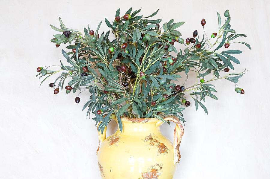 Olive branches Photograph by Eggers Photography